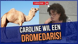 Caroline vd Plas PREEKT Waarom staat de Dromedaris niet op de positief lijst [upl. by Aihtnis]