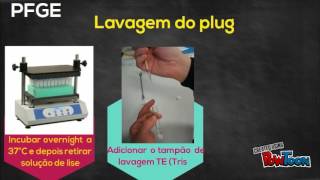 PFGE Pulsed field gel electrophoresis  Técnicas de Biologia molecular [upl. by Onitnerolf60]