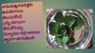 kaparilaku for cold dry cough kaparilaku benefits for babies in telugu  vamaku use [upl. by Vihs]