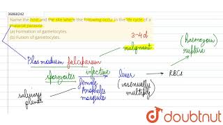 Name the host and the site where the following occur in the life cycle of a malarial parasite [upl. by Oremar652]