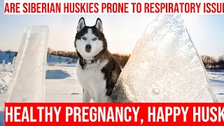 Pregnant Siberian Huskies Respiratory Care Tips [upl. by Bull275]