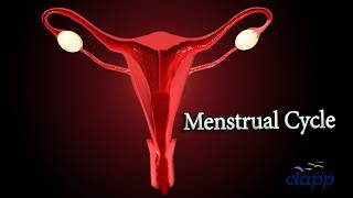 Menstrual Cycle or Period and Fertilization 3D Animation [upl. by Cammie258]