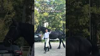 My black horses a Hanoverian and full breed ￼ friesianhorselover horseriding equestrian ￼ [upl. by Clover]