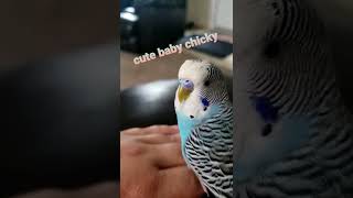 Budgie Talking English [upl. by Lavella]