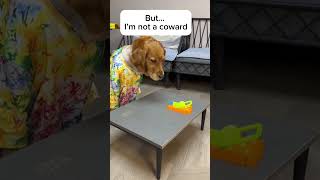 Dog Tell my mother I’m not a coward😂 doglover dogshorts viralshort foryou [upl. by Eteragram]