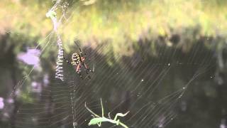 Black and Yellow Argiope Spider Documentarym4v [upl. by Myrlene95]