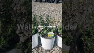 Wall Germander perennial native herb [upl. by Sidky]