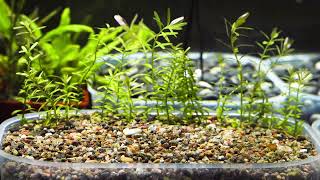 Planting Rotala Colorata [upl. by Ahsit66]