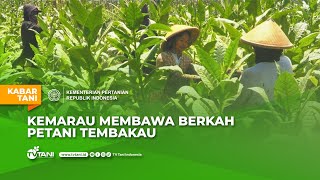 Budidaya Tembakau Raup Keuntungan di Musim Kemarau [upl. by Ahsimat]