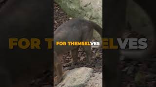 Discovering Madagascars Fossa Rainforest Apex Predator 🌿🐾 [upl. by Tahmosh60]