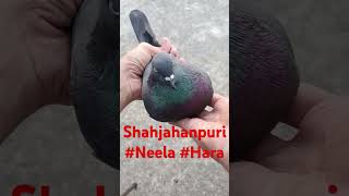 pigeon shahjahanpuri neela shahjahanpuri hara kabutar kabutar trendingshorts shortsvideopigeon [upl. by Stortz831]