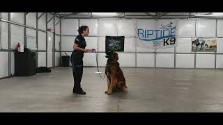 Zed On Leash Training 11•8•24 [upl. by Leuqar]