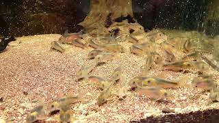 Corydoras rabauti wild [upl. by Llerdnod338]