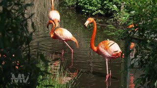 Modernes Winterhaus für 28 Flamingos im Zoo Schwerin [upl. by Ztnaj]