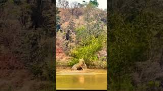 😱Leopard attacked crocodile 🐊 leopard crocodile animals viralshorts wildlife [upl. by Yeclek466]