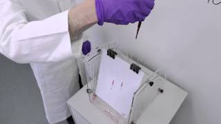 Forensic Science degree  Blood spatter analysis [upl. by Katherina]