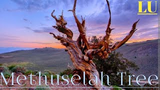 Methuselah  The oldest Trees in the world [upl. by Bluh]