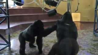 GORILLA FIGHT AT THE PHILADELPHIA ZOO [upl. by Klinger]