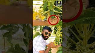 Amazing Facts about Carica Papaya papain shorts utkarshagricultureclasses agriculturesupervisor [upl. by Balmuth]