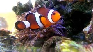 日輪海葵Phymanthus buitendijkiamp公子小丑魚nemoAmphiprion ocellaris [upl. by Erdeid]