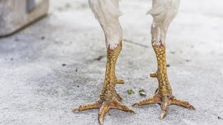 IMPORTANCE OF CUTTING THE FEET OF A CHICKEN  IFIMBUSA [upl. by Mcgannon]