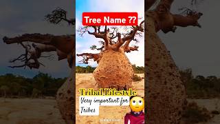 Why this tree Very important for Tribal amazingfacts treeofknowledge tree tribal africa [upl. by Ahsatak567]