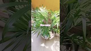 Rice water is best manure for home plant dailyvlog minivlog plants [upl. by Desimone]