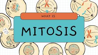 MITOSIS [upl. by Esinaej]