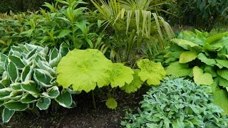 Dividing a Herbaceous Plant  Astilboides tabularis [upl. by Meri700]