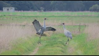 Dancing Brolgas Antigone rubicunda [upl. by Llamaj543]