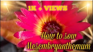 How to sow mesembryanthemum  livingstone daisy ice plant [upl. by Egag]