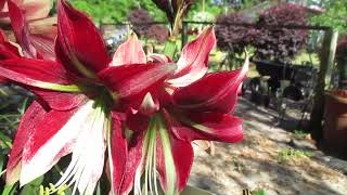 Ruby Star Amaryllis reverting back [upl. by Louis135]