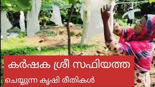 സഫിയത്താടെ കൃഷി വിശേഷങ്ങൾvegitable agriculture [upl. by Luben]