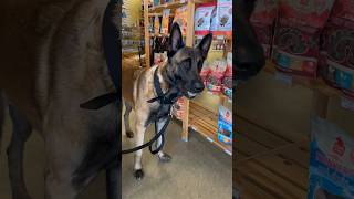 Dog Food Run doglife belgianmalinois nutrisource [upl. by Barb]