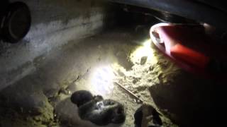 Mamma cat and kittens rescued before fumigation [upl. by Oirevlis880]