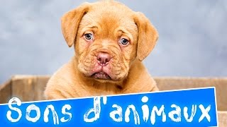 Sons danimaux pour les enfants Apprendre les animaux et leurs cris en français [upl. by Brinn]