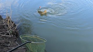 Urban Piking harried by a feral Mink Above Average Angler [upl. by Suryt]