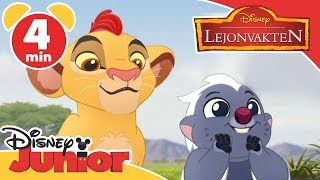 Lejonvakten  Lilla Bunga amp Kion ❤️ Disney Junior Sverige [upl. by Hay328]