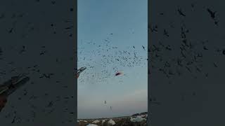 14 SHOTS in 4 SECONDS SNOW GOOSE RAIN OUT snowstorm shorts insane shortsvideo [upl. by Elisabet]