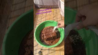 How to use cocopeat ❤️❤️ cocopeat kaise use kre🤗houseplants balconygarden cocopeat [upl. by Doble305]