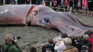 Processing Giant Squid With A Team Of Professional Chefs  Fishing Giant Squid In The Sea [upl. by Adleremse]