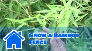 Bamboo Growing 101  How to Grow a Bamboo Fence [upl. by Lirrad240]