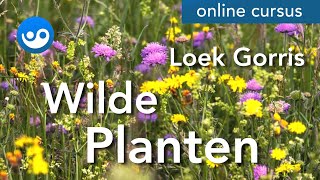 Wilde Planten [upl. by Allsun]