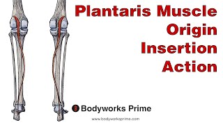 Plantar Fasciitis and Posterior Tibialis Diagnosis and Rehab with Gait Happens [upl. by Licec]