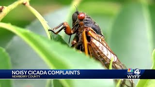 Cicadas are so noisy in one South Carolina county that residents are calling 911 sheriff says [upl. by Ailet94]