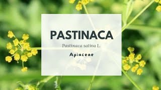 PASTINACA  Pastinaca sativa  Parsnip  Apiaceae [upl. by Vina]