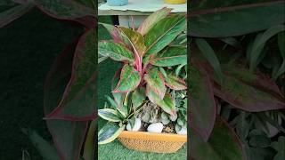 Stunning leaves indoor plants low maintenance homegardens plants homedecor 2024 [upl. by Kcam]