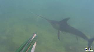 Pesce spada in bassofondo a Civitavecchia  Swordfish in shallow water [upl. by Aikemal]