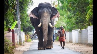 Erattupetta Ayyappan Kerala elephant  ഈരാറ്റുപേട്ട അയ്യപ്പന്റെ ഒരു രാജകീയ വരവ് [upl. by Kcirddehs]