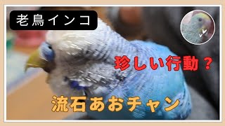 【11歳】老鳥インコの日常は不思議な行動が､いっぱいでした [upl. by Idaline]